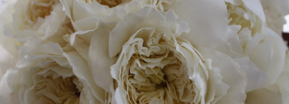 Dark White Peonies (Slider)