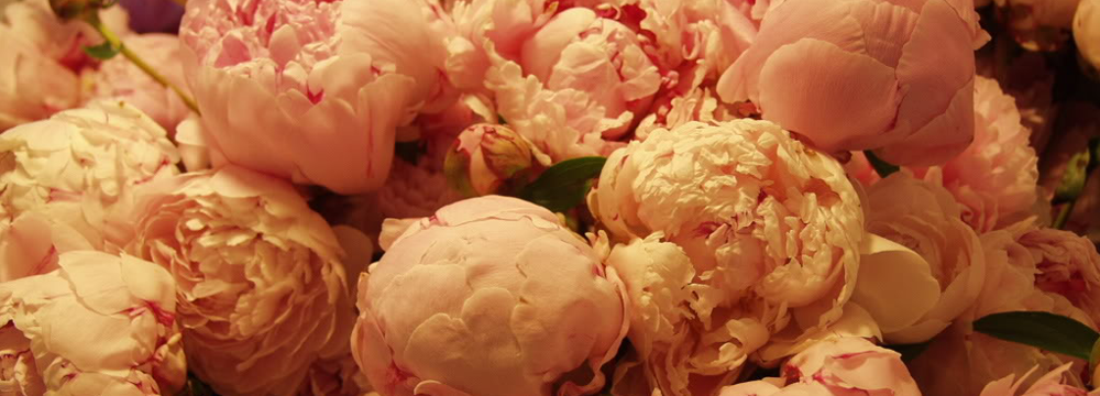 Orange Peonies (Slider)