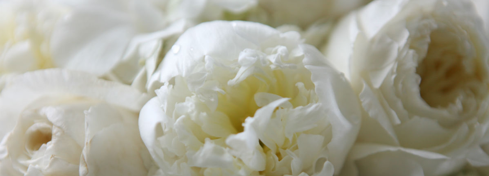 White Peonies (Slider)